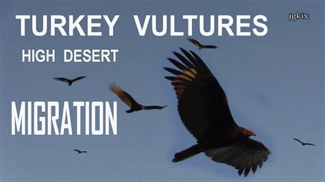 Turkey Vultures High Desert Migration - YouTube