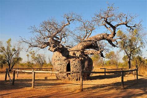 Boab Prison Tree Boab Prison Tree, a 1,500 years old hollow trunk tree is located in Australia ...