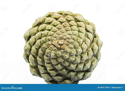 Pine Cone Geometry Stock Photos - Download 73 Royalty Free Photos