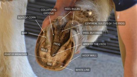 Horse hoof anatomy (with pictures): everything you need to know about keeping your horse's ...