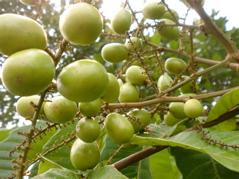 Flora dan Fauna Papua Barat - THE COLOUR OF INDONESIA