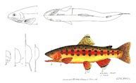 Wood Work Freshwater Fish Wood Carving Patterns PDF Plans