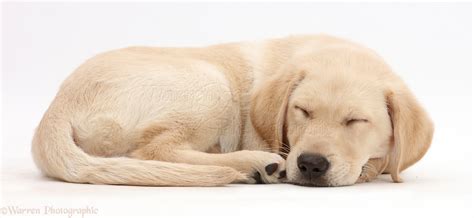 Dog: Yellow Labrador puppy sleeping photo WP42769