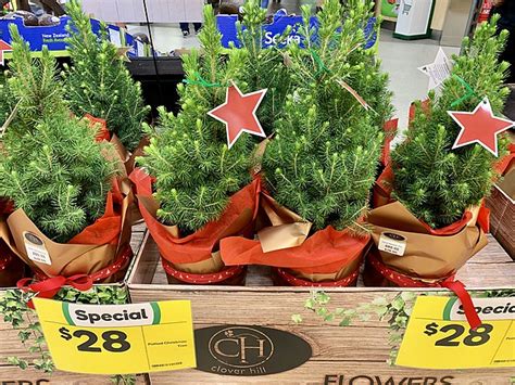 Live Potted Christmas Trees: Why They Are Better And How To Care For Them