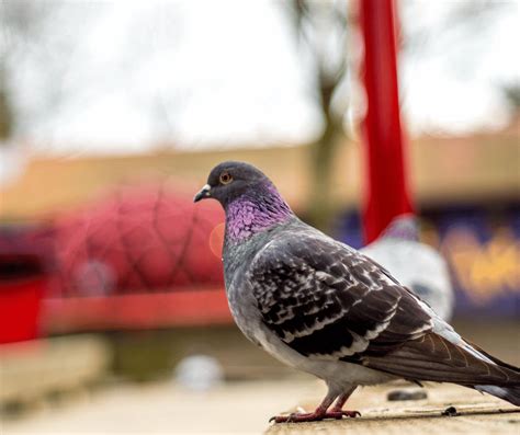 Pigeon Dream Meanings: Symbolism of These Common Birds Explained