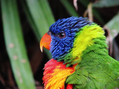 lory, Parrot, Bird, Tropical, 34 Wallpapers HD / Desktop and Mobile ...