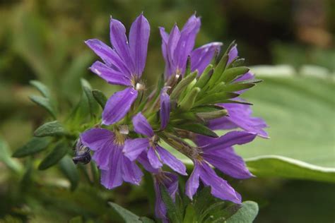 Scaevola aemula 'Blue Wonder' - BBC Gardeners World Magazine