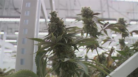 Recreational marijuana use becomes legal in Ohio this week | wkyc.com