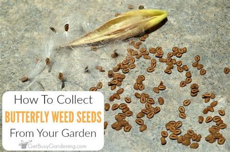 How To Harvest Butterfly Weed Seeds - Get Busy Gardening