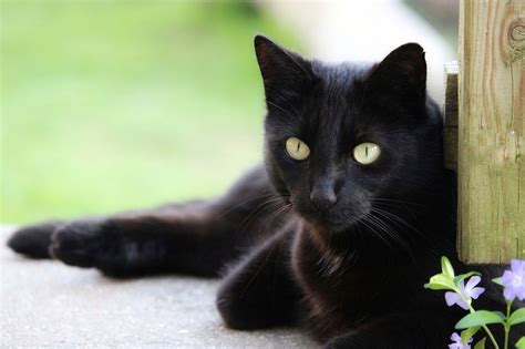 73 Adorable Bombay Cat Names - Unique & Fun ideas - Catster