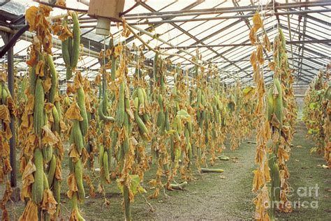 Mutated Cucumber Plants Near Chernobyl Photograph by Public Health ...