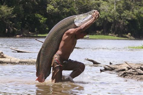 Amazing Arapaima: Photos of the Amazon's Biggest Fish | Live Science