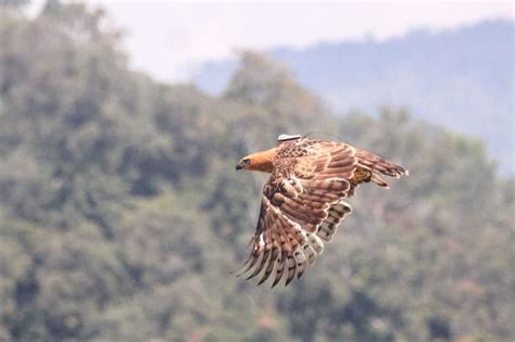 Ragil Si Elang Jawa Dilepaskan di Habitat Terbaiknya