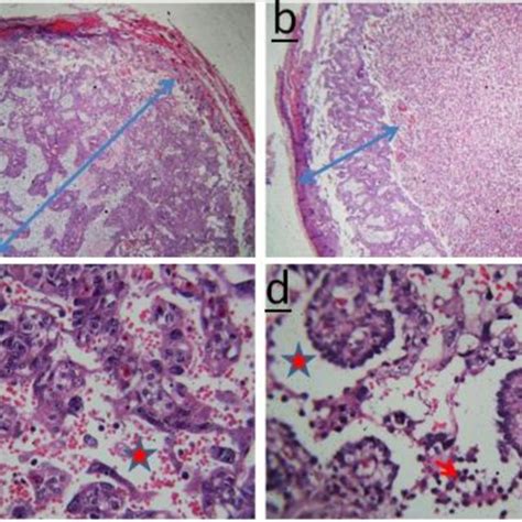 Placental histology of the control group. The double head arrow... | Download Scientific Diagram