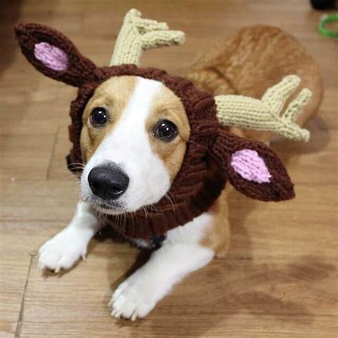 Best Cheap Reindeer Costume for Dog with Neck and Ear Warmer