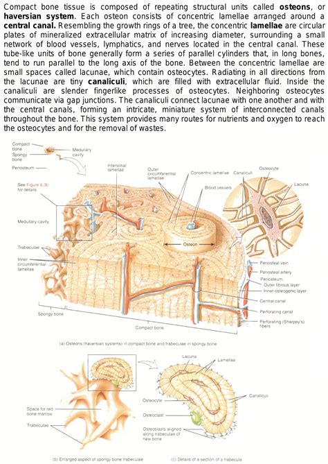 What is haversian system?