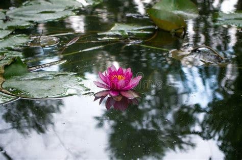 Flower of a Water Lily in a Pond Stock Photo - Image of river, flora ...