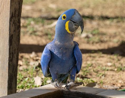 The Hyacinth Macaw - Enchanted by the Wild