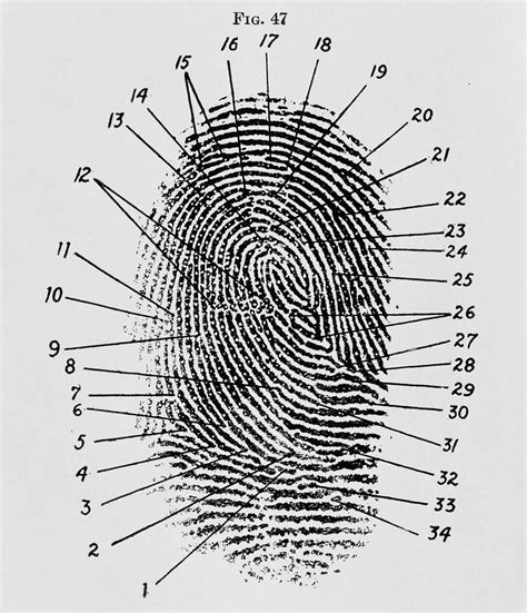 print diagram | Fingerprint, Thumb prints, Abstract