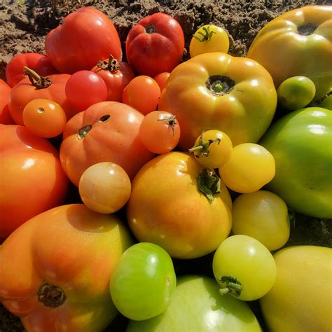 Tomato Growing Guide - Hoss Tools in 2022 | Growing tomatoes, Tomato seedlings, Tomato