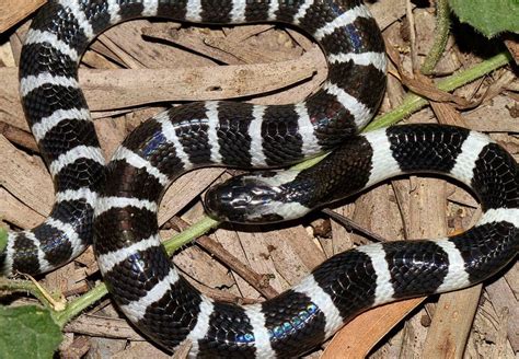 Many-Banded Krait – Facts, Size, Habitat, Pictures