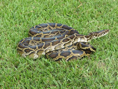 Burmese pythons in Florida - Wikipedia