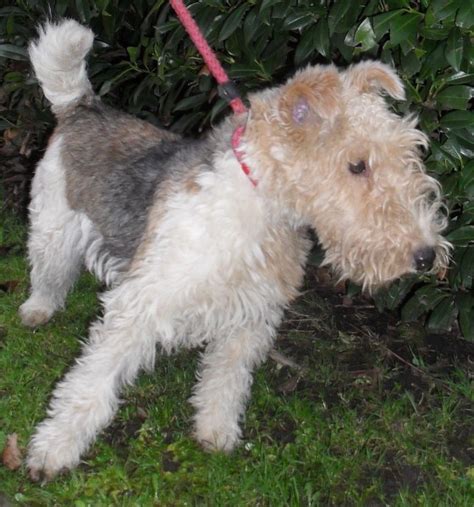 Daisy - 9 month old female Wire Haired Fox Terrier available for adoption