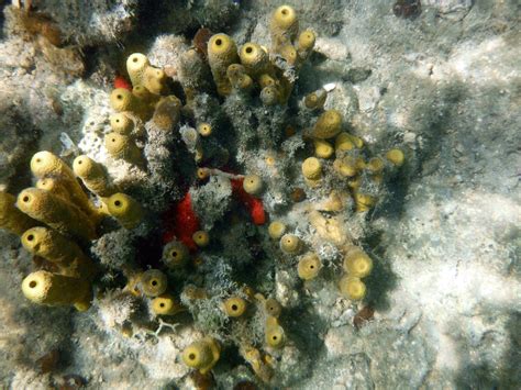 snorkeling5 - Living in Montenegro :)