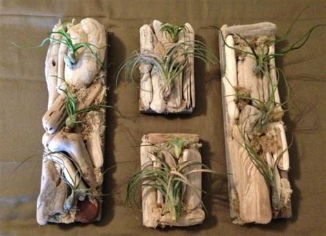 Decorating With Air Plants - DIY Garden Project - Birds and Blooms