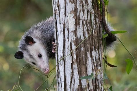 Do opossums actually hang by their tails? | A Moment of Science - Indiana Public Media