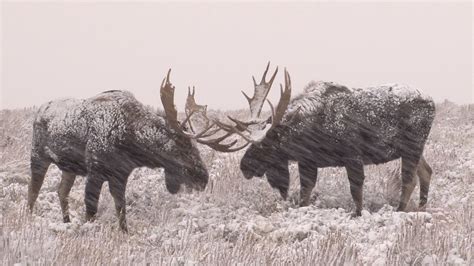 Free photo: Bull Moose Fight - Animal, Battle, Bull - Free Download - Jooinn