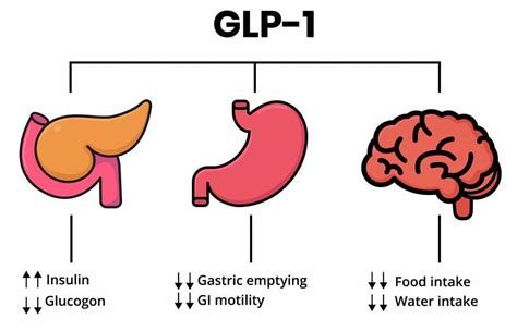 GLP-1: Another Hormone Making the Case for Paleo | Paleo Leap