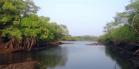 This river town is the gateway to Bhitarkanika Wildlife Sanctuary - Tripoto