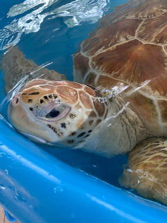 Bora Bora Turtle Centre: UPDATED 2019 All You Need to Know Before You ...