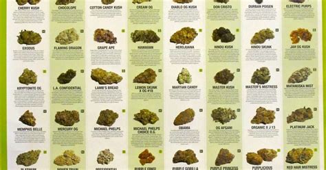 Florida marijuana growers conceal the names of the marijuana strains ...