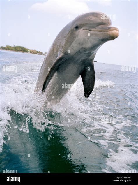 HONDURAS, Roatan, Bottlenose Dolphin jumping out of water Stock Photo - Alamy