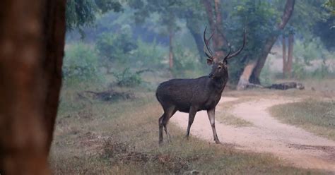 Indian Sambar Deer Information, Facts & History - World Deer