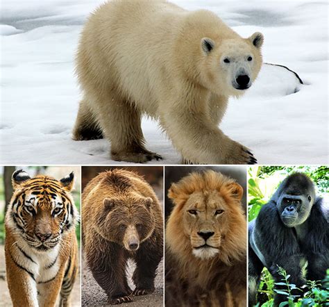 Siberian Tiger Vs Polar Bear