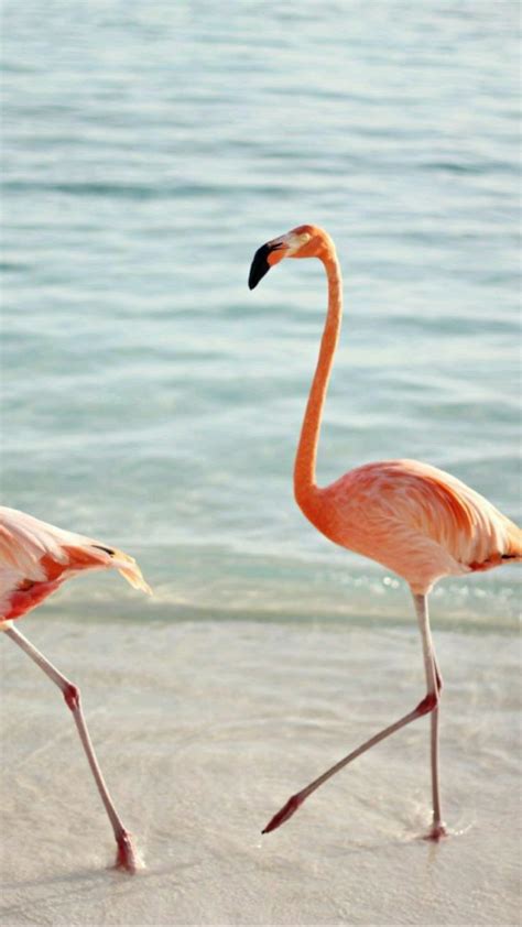 Flock of flamingos 💗 | Cute animals, Beautiful birds, Animals beautiful