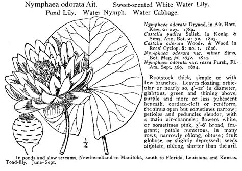 Online Virtual Flora of Wisconsin - Nymphaea odorata