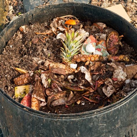 how to compost dog poop at home – rōmng