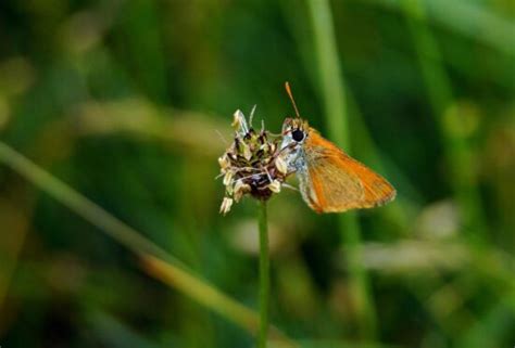 Free picture: butterfly, insect, nature, invertebrate