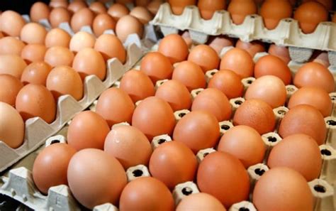 Starting Poultry Egg Farming Business Plan (PDF) - StartupBiz Global