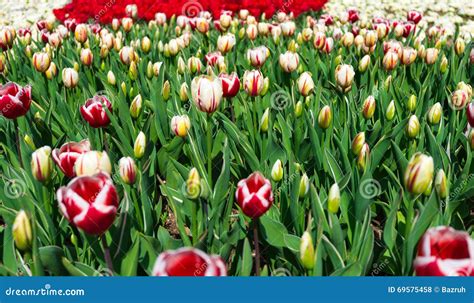 Bed with tulips stock photo. Image of mother, easter - 69575458