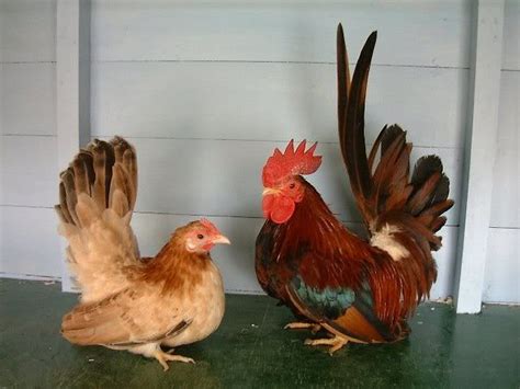 Japanese Bantam Thread! | Bantam chickens, Beautiful chickens, Fancy ...