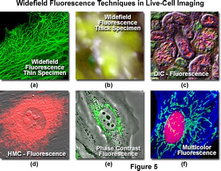 ZEISS Microscopy Online Campus | Live-Cell Imaging | Microscopy Techniques