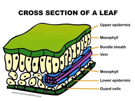 Cross Section of a Leaf - GiadateDunn