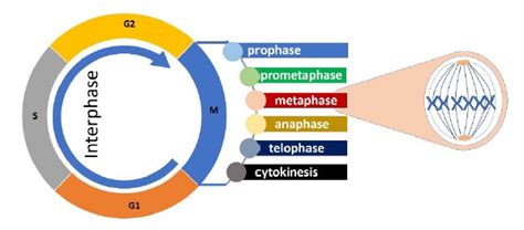 Cell Cycle Interphase Mitosis Prophase Metaphase Anaphase Telophase ...