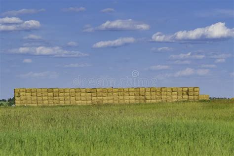 Stacked Square Bales of Hay in a Farm Field Stock Image - Image of ...