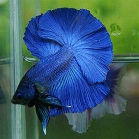 Buy Royal Blue Breeding Pair Betta Aquarium Fish Online